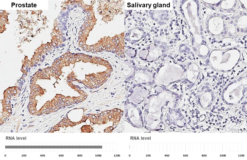 Kallikrein 2 Antibody - BSA Free