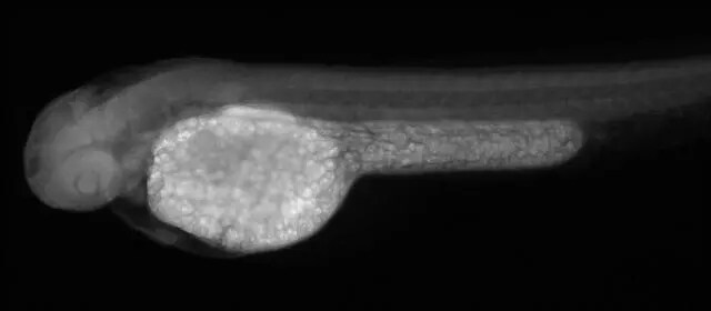 MAK Antibody