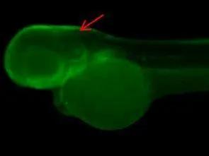MAK Antibody - BSA Free