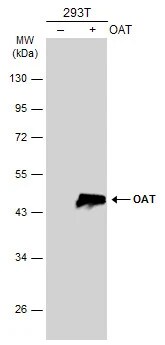 OAT Antibody
