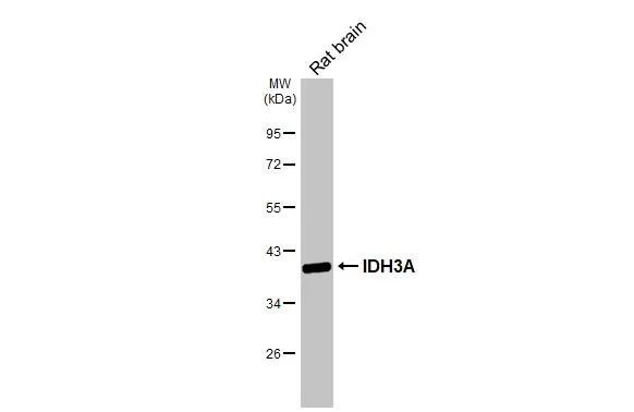 IDH3A Antibody - Azide Free