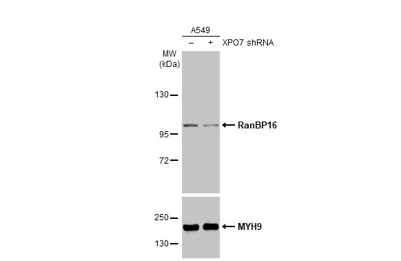 RanBP16 Antibody - Azide and BSA Free
