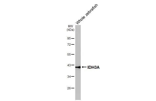 IDH3A Antibody - Azide Free