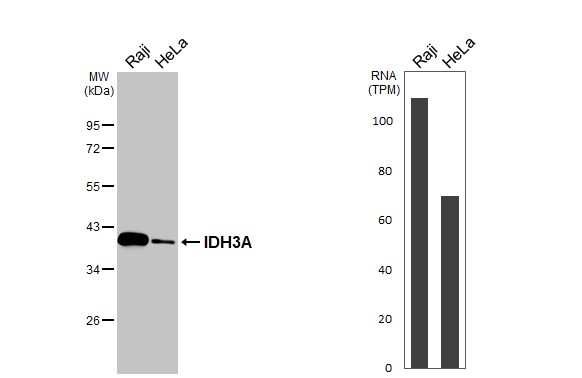 IDH3A Antibody - Azide Free