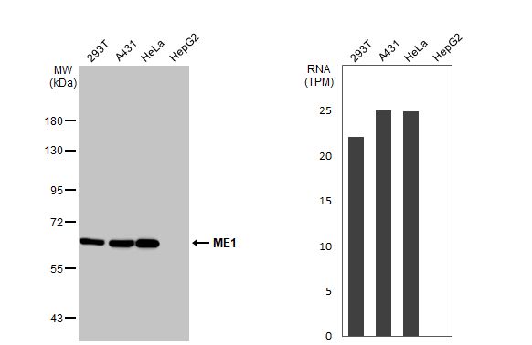 ME1 Antibody - BSA Free