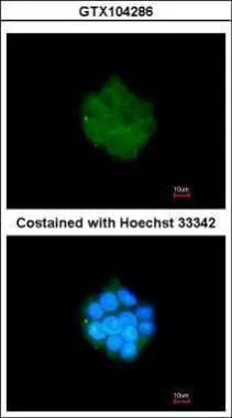 PDK3 Antibody