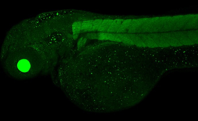 Proteasome 20S alpha 6 Antibody