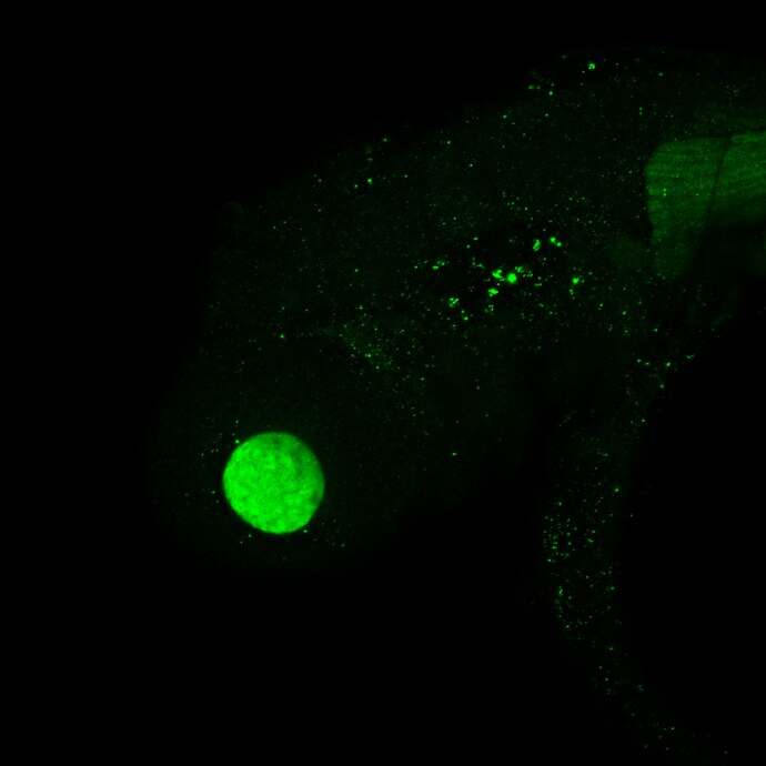 Proteasome 20S alpha 6 Antibody