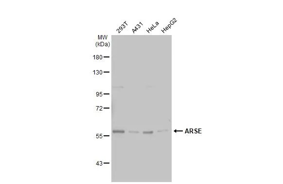 ARSE Antibody