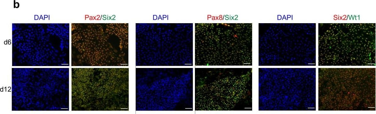 PAX8 Antibody
