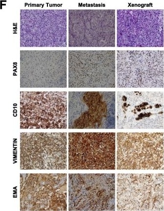 PAX8 Antibody