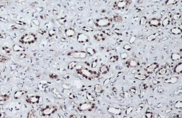 PAX8 Antibody