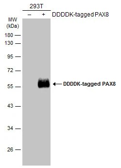 PAX8 Antibody