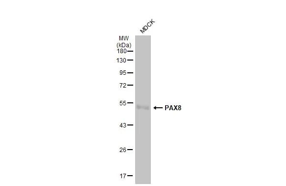 PAX8 Antibody