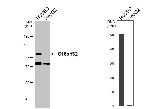VPS35L Antibody - BSA Free
