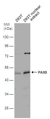 PAX8 Antibody - BSA Free