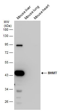 BHMT Antibody