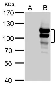 L3MBTL1 Antibody