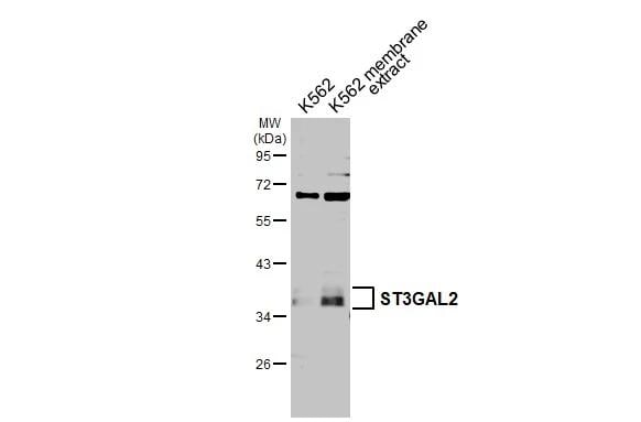 ST3 beta-Gal alpha-2,3-Sialyltransferase 2/ST3GAL2 Antibody - BSA Free