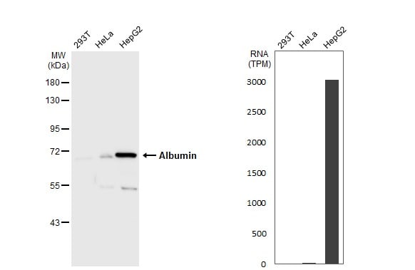 Albumin Antibody