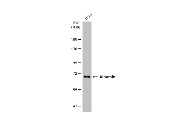 Albumin Antibody