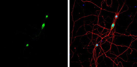 Nova1 Antibody