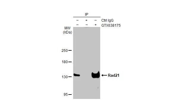 Rad21 Antibody (HL2171) - Azide and BSA Free
