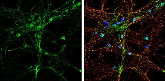 NAPA Antibody - BSA Free