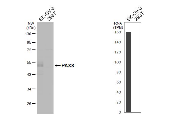 PAX8 Antibody - BSA Free