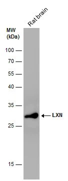 Latexin Antibody