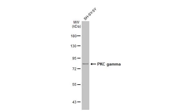 PKC gamma Antibody