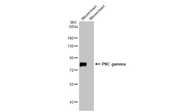 PKC gamma Antibody
