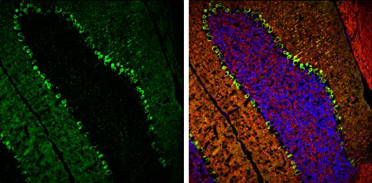 PKC gamma Antibody - BSA Free