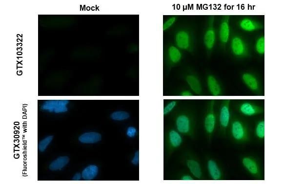 Nrf2 Antibody - BSA Free