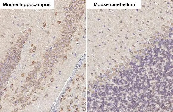EEF1A2 Antibody
