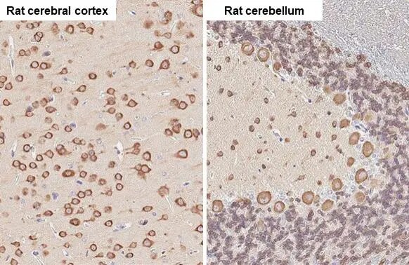 EEF1A2 Antibody