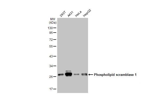 Phospholipid Scramblase 1/PLSCR1 Antibody
