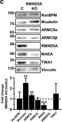 TWA1 Antibody