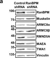 TWA1 Antibody