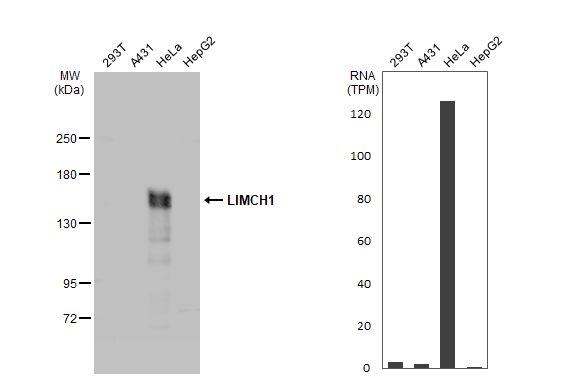 LIMCH1 Antibody
