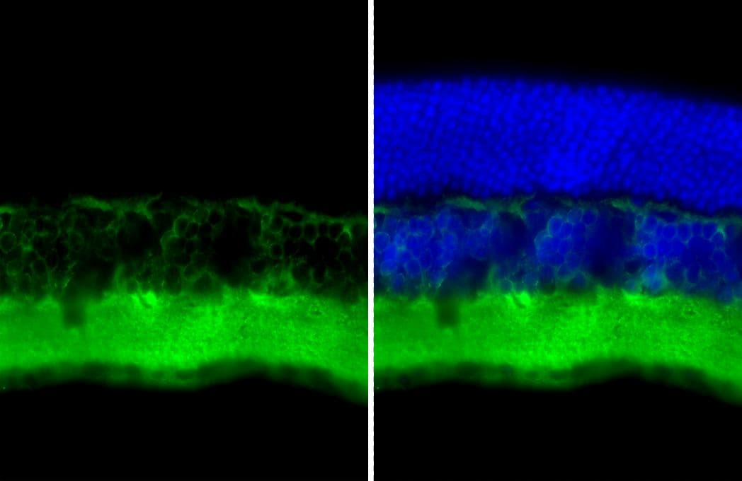 Tau Antibody (HL2802) - Azide and BSA Free