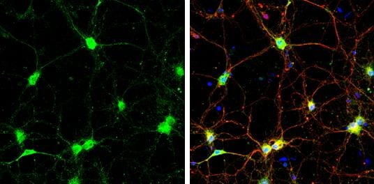 SNAP23 Antibody - BSA Free