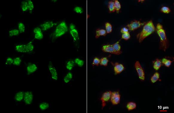 PEX26 Antibody - BSA Free