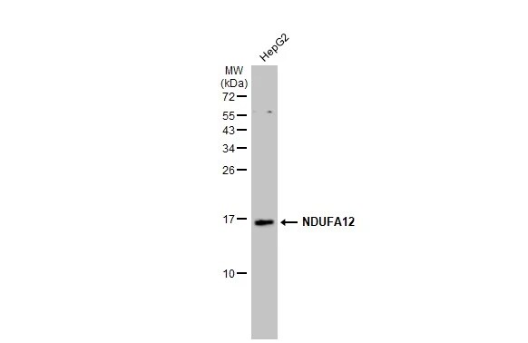 NDUFA12 Antibody