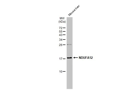 NDUFA12 Antibody