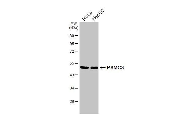 PSMC3 Antibody - BSA Free