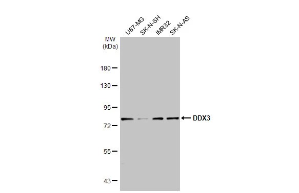 DDX3 Antibody