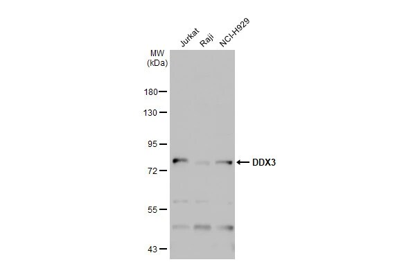 DDX3 Antibody