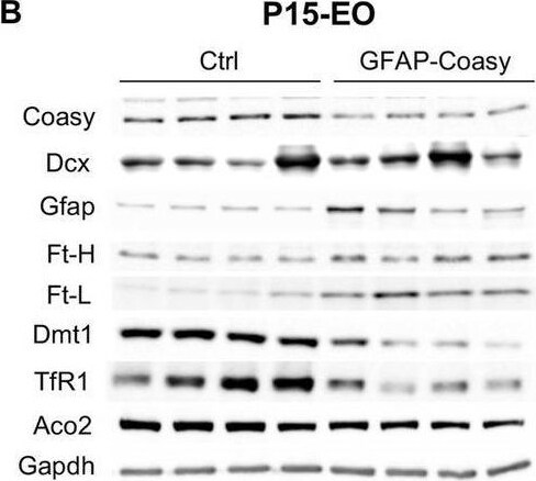 Aconitase 2 Antibody - BSA Free