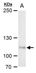 O-GlcNAc Transferase p110 subunit Antibody - BSA Free